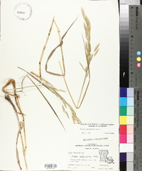 Bromus catharticus image