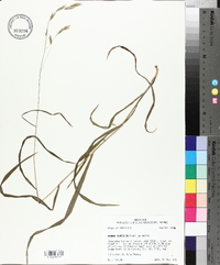 Bromus pubescens image