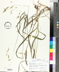 Bromus pubescens image