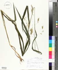 Bromus pubescens image