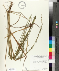 Chasmanthium sessiliflorum image