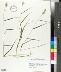 Chasmanthium ornithorhynchum image