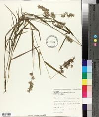 Chasmanthium ornithorhynchum image