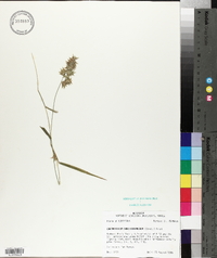 Chasmanthium ornithorhynchum image