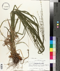 Chasmanthium sessiliflorum image