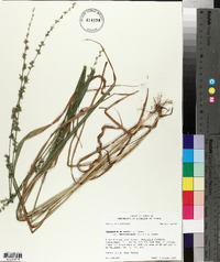 Chasmanthium sessiliflorum image