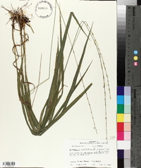 Chasmanthium sessiliflorum image