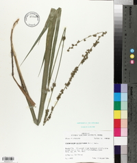 Chasmanthium sessiliflorum image