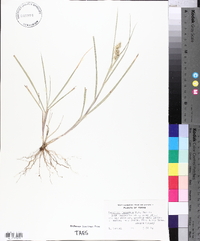 Cenchrus spinifex image