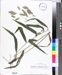 Chasmanthium latifolium image