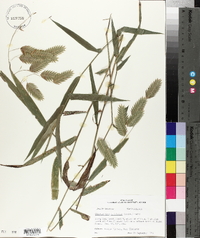 Chasmanthium latifolium image