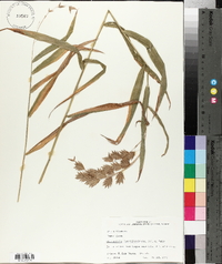 Chasmanthium latifolium image