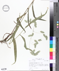 Chasmanthium latifolium image