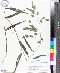 Chasmanthium latifolium image