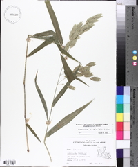 Chasmanthium latifolium image