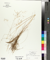 Deschampsia flexuosa image