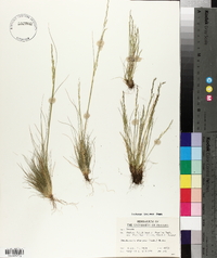 Deschampsia elongata image