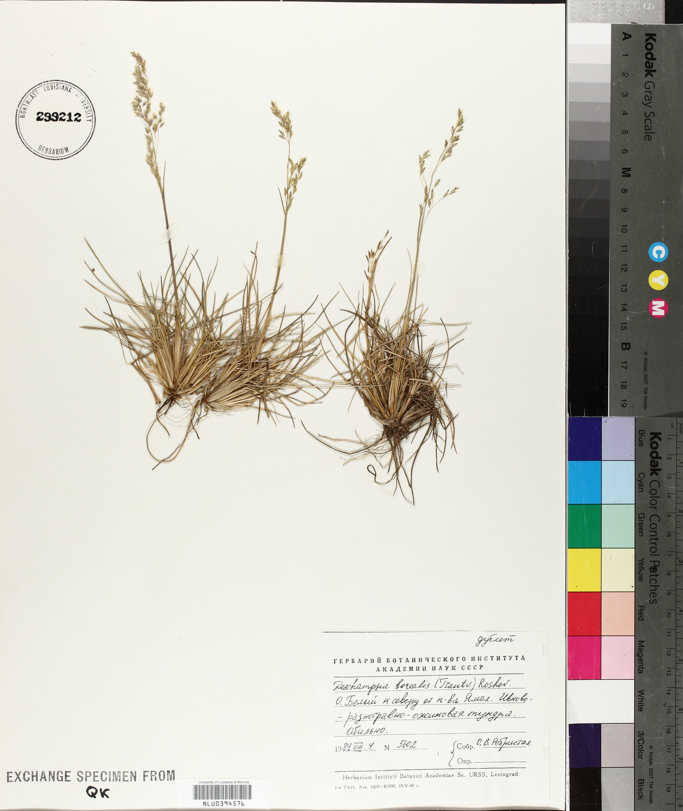 Deschampsia cespitosa subsp. borealis image