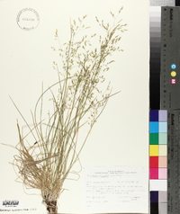 Deschampsia flexuosa image