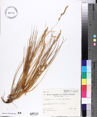 Image of Calamagrostis cabrerae