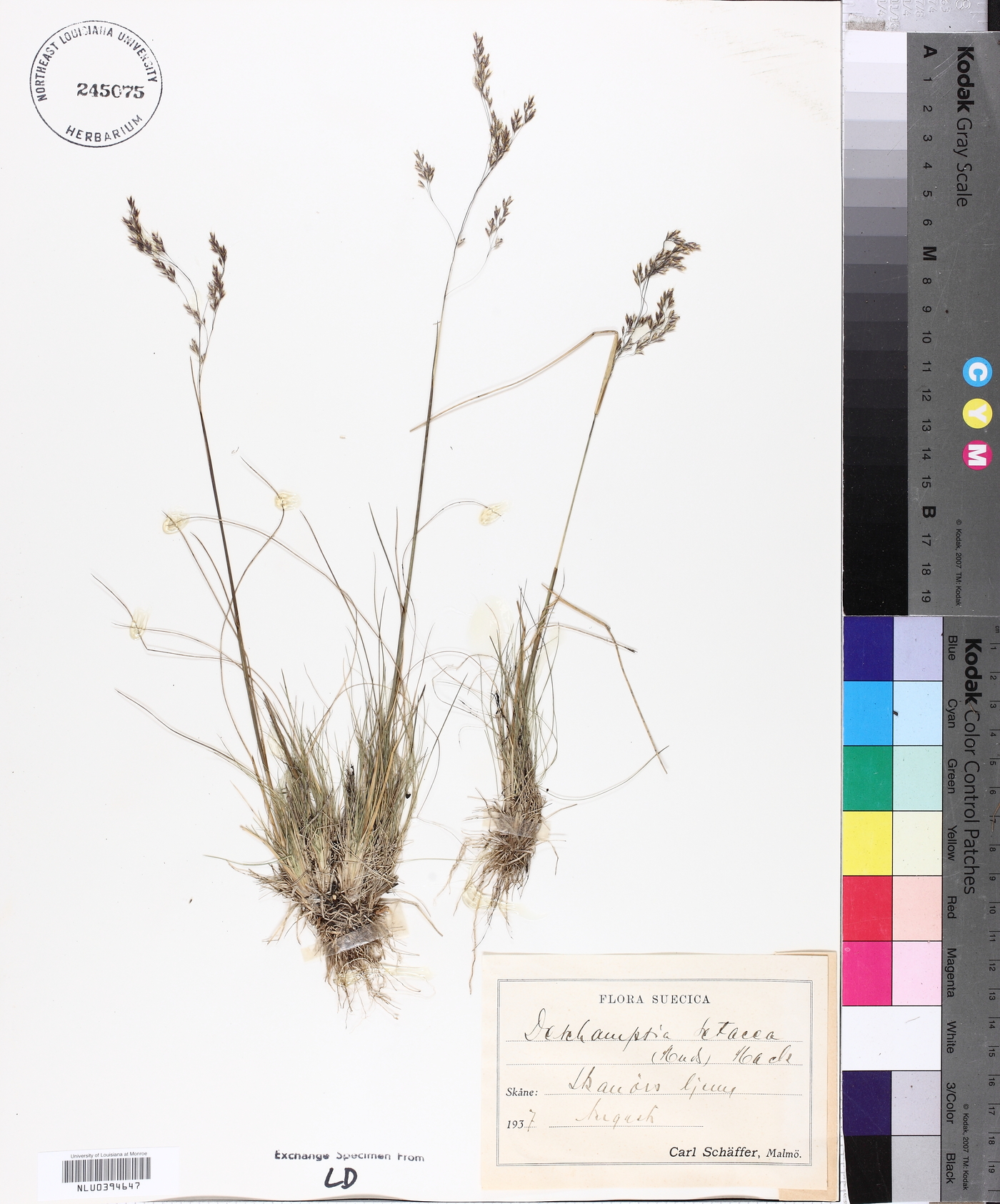 Deschampsia setacea image