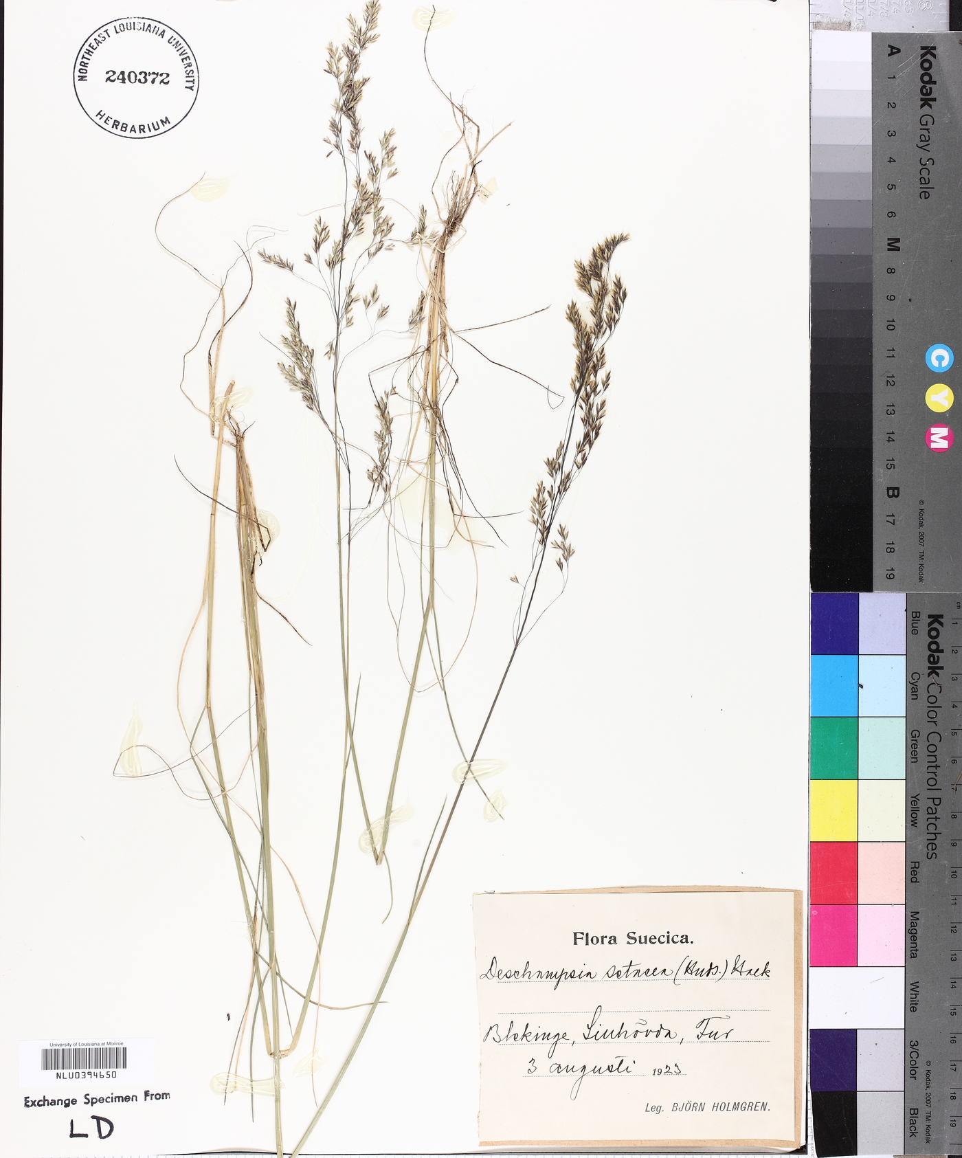 Deschampsia setacea image