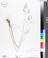 Deschampsia flexuosa image