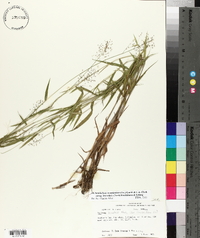 Dichanthelium acuminatum subsp. leucothrix image