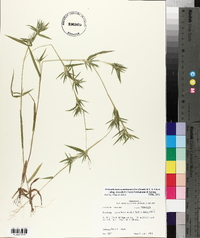 Dichanthelium acuminatum subsp. leucothrix image