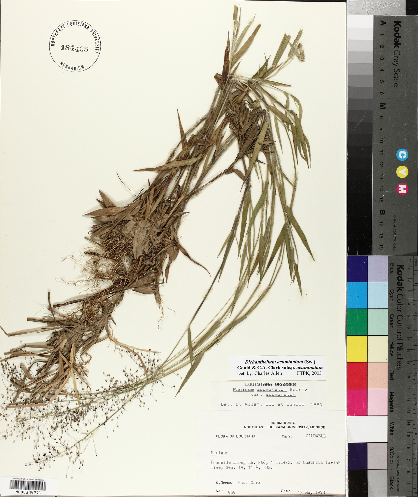 Dichanthelium acuminatum subsp. acuminatum image