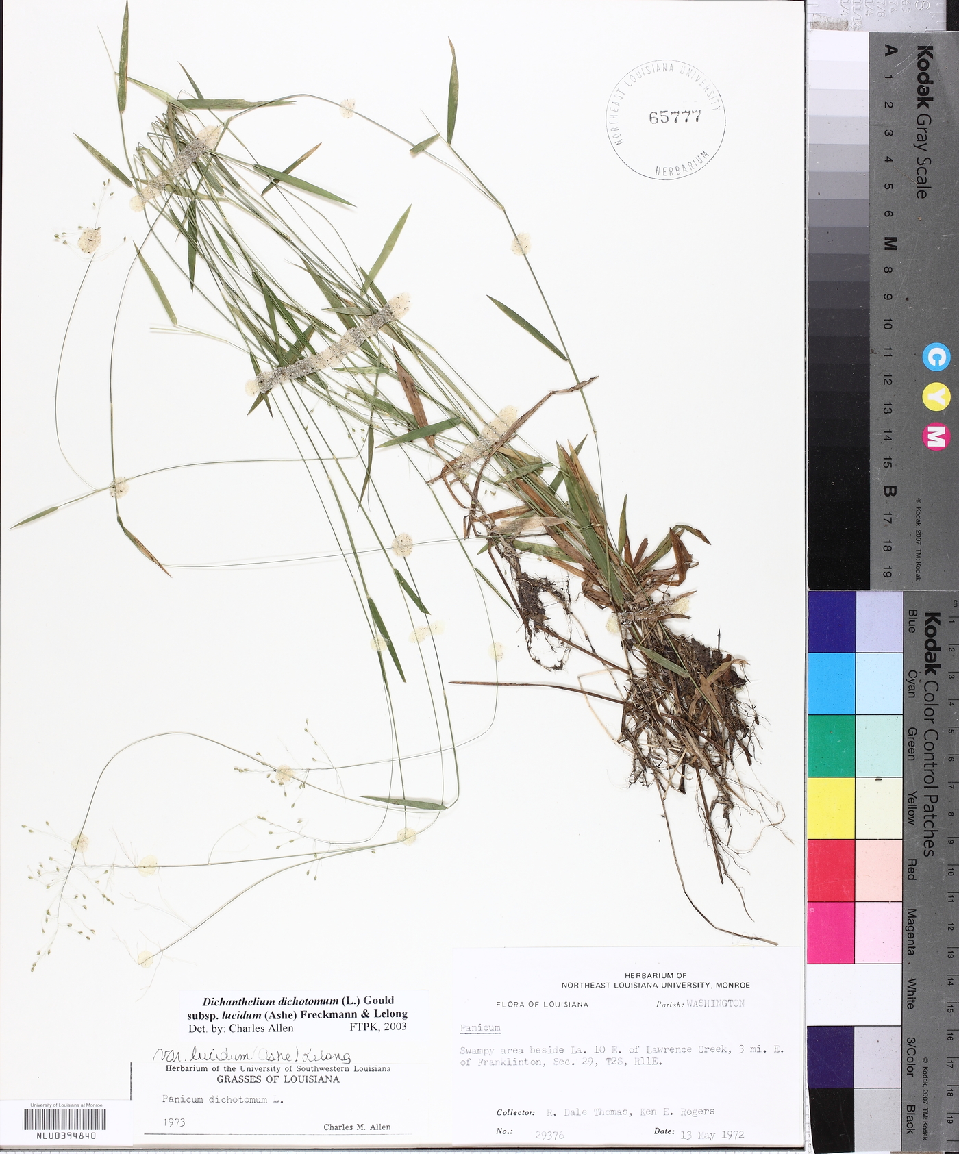 Dichanthelium dichotomum subsp. lucidum image