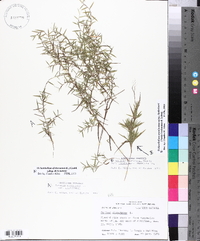 Dichanthelium dichotomum subsp. dichotomum image