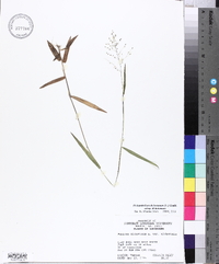 Dichanthelium dichotomum subsp. dichotomum image