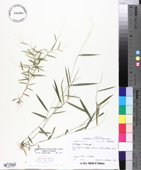 Dichanthelium dichotomum subsp. dichotomum image