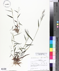 Dichanthelium dichotomum subsp. dichotomum image