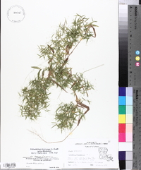 Dichanthelium dichotomum subsp. dichotomum image