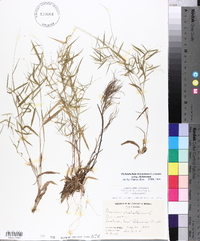 Dichanthelium dichotomum var. dichotomum image