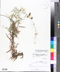 Dichanthelium dichotomum subsp. nitidum image