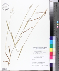 Dichanthelium dichotomum subsp. roanokense image