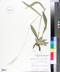 Dichanthelium polyanthes image