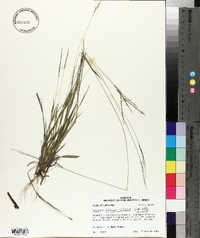 Digitaria filiformis image