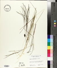 Digitaria filiformis image