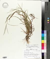 Digitaria ischaemum image