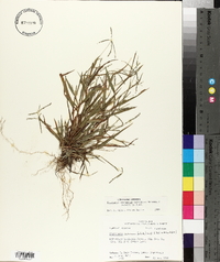 Digitaria ischaemum image