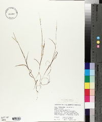 Digitaria violascens image