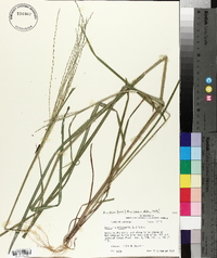 Digitaria villosa image