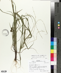 Digitaria villosa image