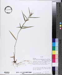 Dichanthelium acuminatum subsp. acuminatum image