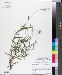 Dichanthelium acuminatum subsp. lindheimeri image