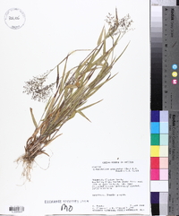 Dichanthelium acuminatum subsp. implicatum image